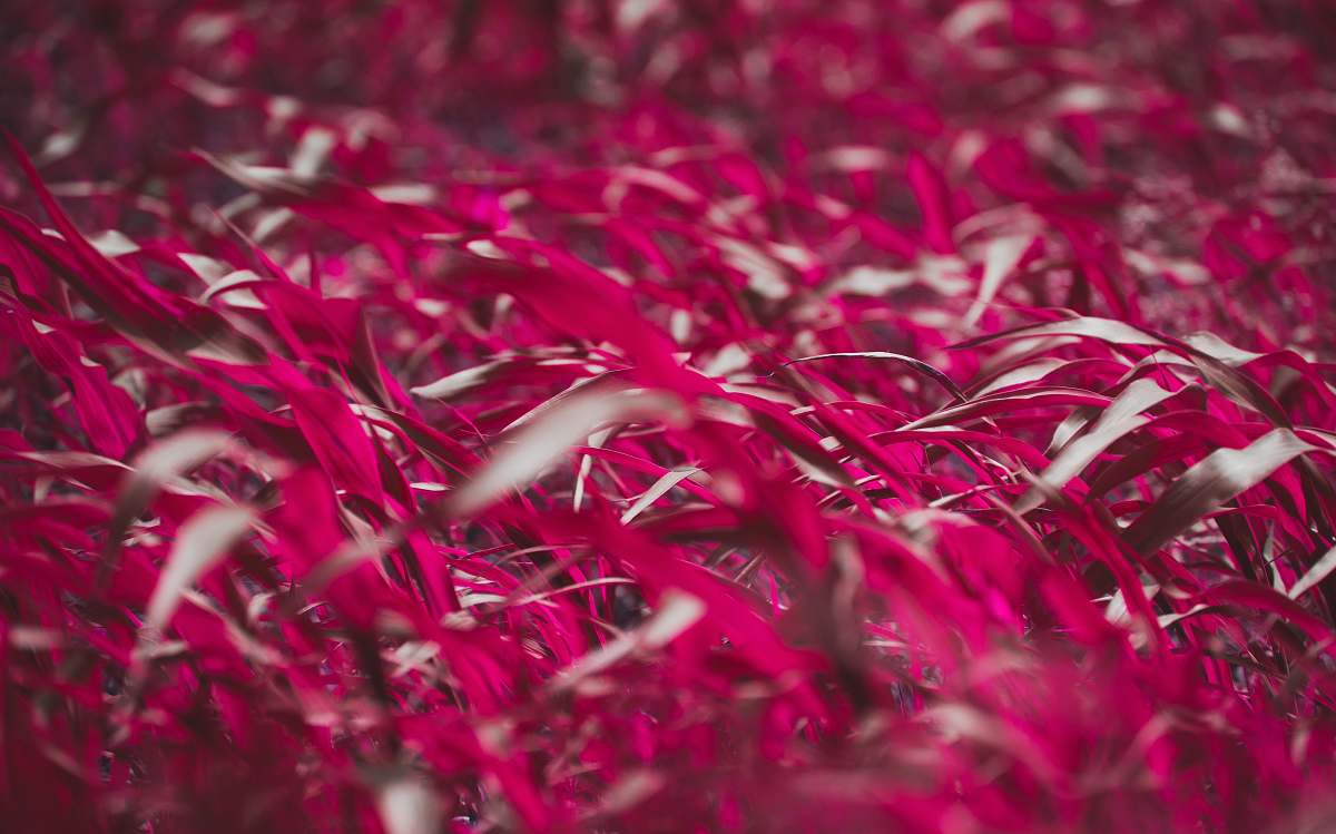 vellakinar village depth of field photograph of red petaled flowers coimbatore